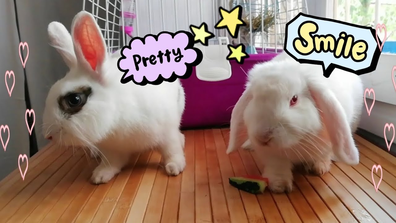 Mis conejos posando para las fotos, Funny rabbits, cute bunnies, 🐇🐇