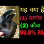 What is this rabbit or raven|rabbit or raven viral video| rabbit or ravan video |rabbit viral video