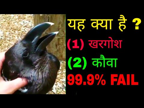 What is this rabbit or raven|rabbit or raven viral video| rabbit or ravan video |rabbit viral video