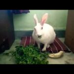 My Cute Rabbit Eating Banana and Grass