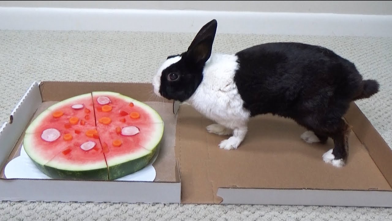 Rabbit eating watermelon pizza ASMR!
