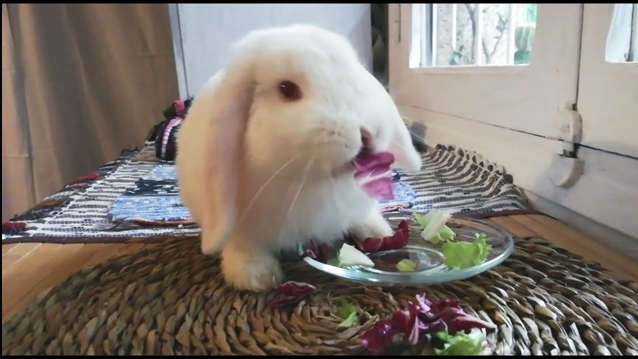 Mi coneja se acaba su ensalada entera, funny rabbit, cute bunny. 🐰