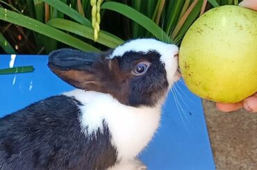 CUTE RABBIT LOVE EATING PEAR - "LUCY.BUNNY" 2019
