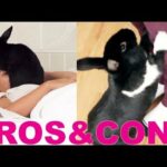 PROS & CONS OF HAVING A RABBIT!