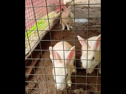 The cute little Rabbits