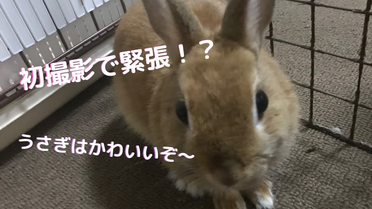 うさぎはかわいいぞ～【cute rabbit】