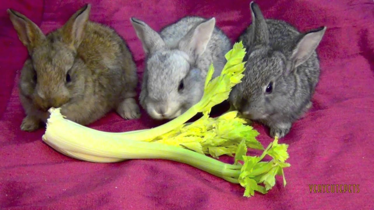 My Cute Pet Baby Bunnies Eating Lettuce - Funny Bunny Rabbits Babies Pets - Close Up