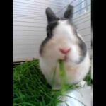 Coniglio Morbidone che mangia l'erba - Cute Rabbit eating grass - Conejo comiendo hierba