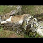 Real Anaconda Stalks Cute Rabbit - Man Rescues Rabbit from Giant Python attack