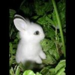 Super Cute bunny!