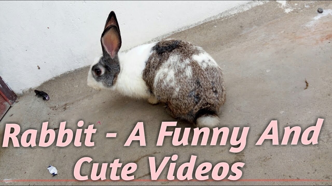 Rabbit - A Funny And Cute Bunny Videos Compilation || NEW HD  🐇