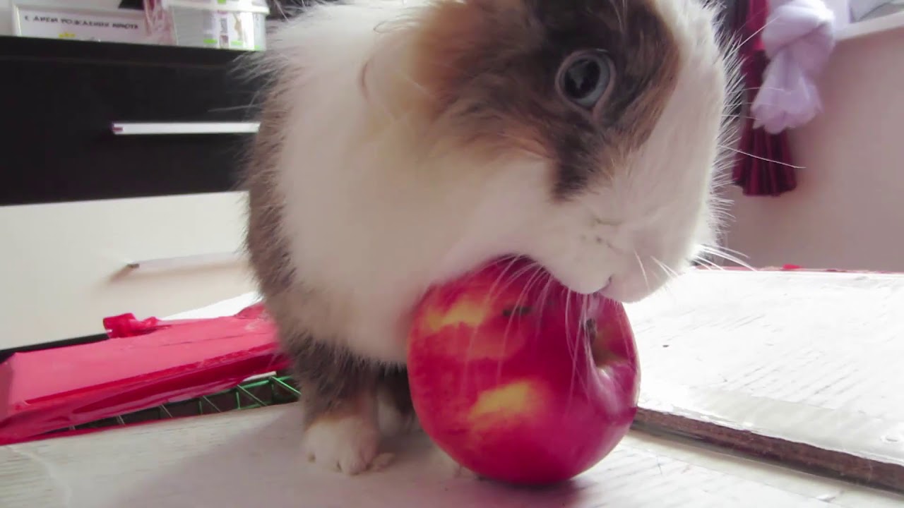 КРОЛИК БАФФИ КУШАЕТ ЯБЛОЧКО 🍎 Cute Rabbit bunny eating a apple (funny video)