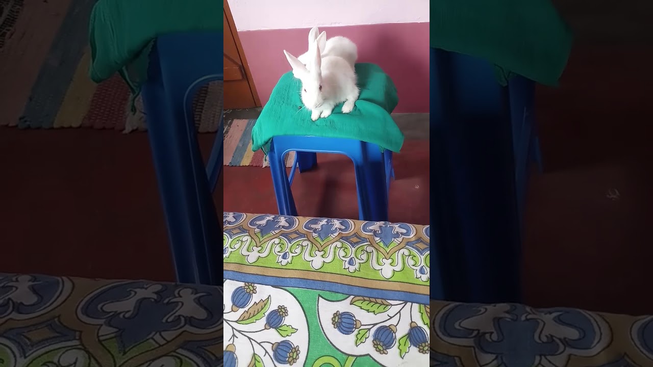 Baby bunny/rabbits in jumping mood..
