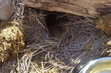 Baby Bunny Footage - Meat Rabbit Colony (S.1-E.16.5)