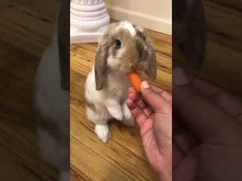 Baby rabbit eating a carrot
