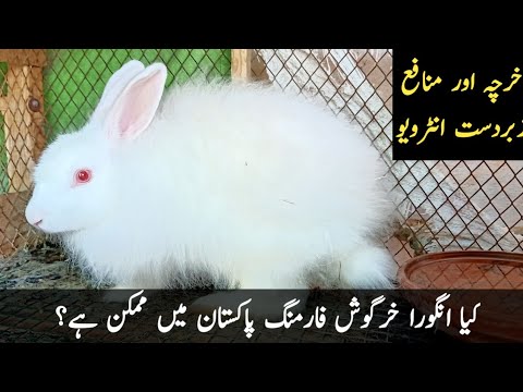 Angora Rabbit Farming in Pakistan||Angora Khargosh||Rabbit Farming in Pakistan||Village Info