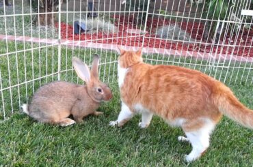 5 Flemish Giant Baby Bunnies Playing in the Grass