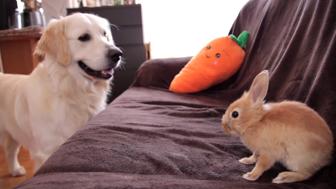 Funny Golden Retriever and Cute Bunny are Best Friends