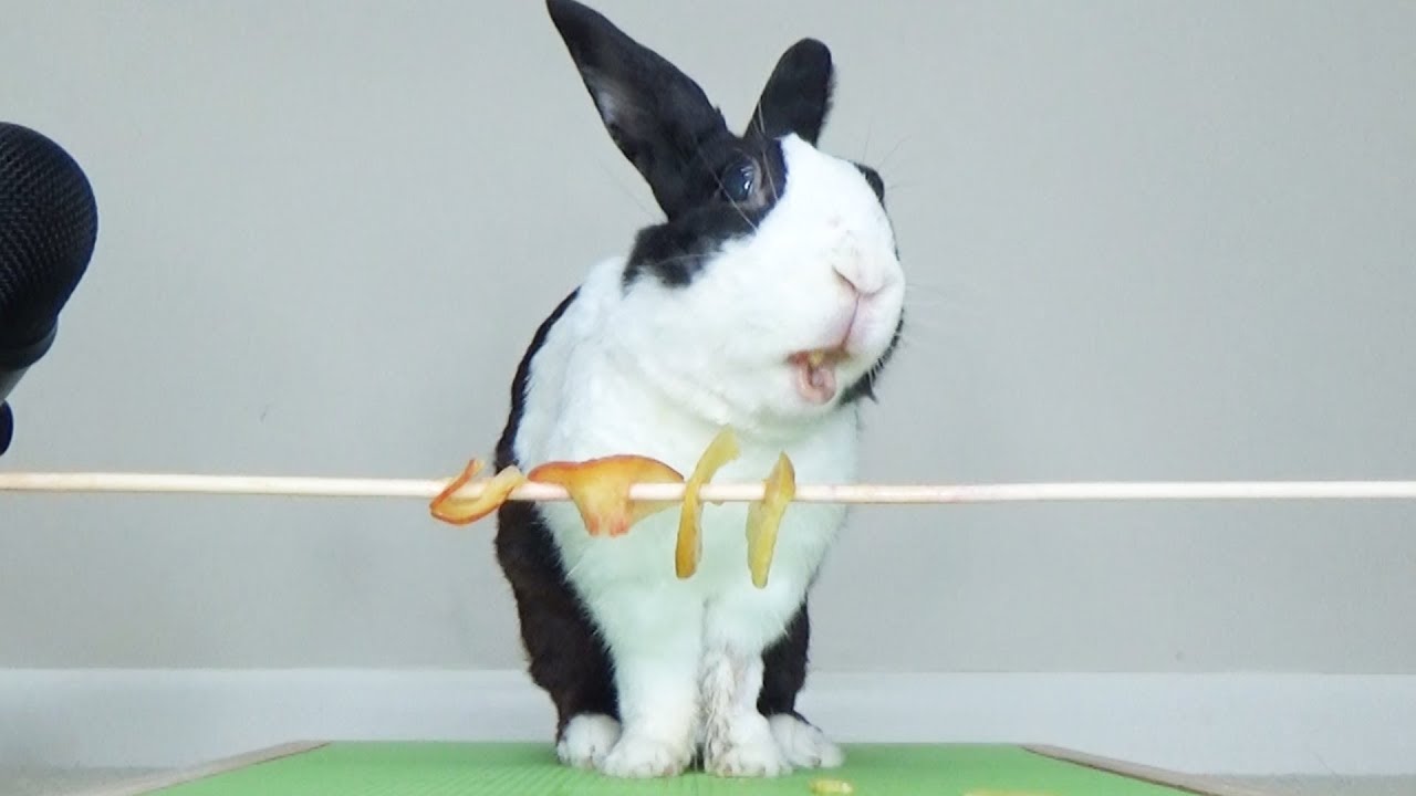 Rabbit eating peach ASMR