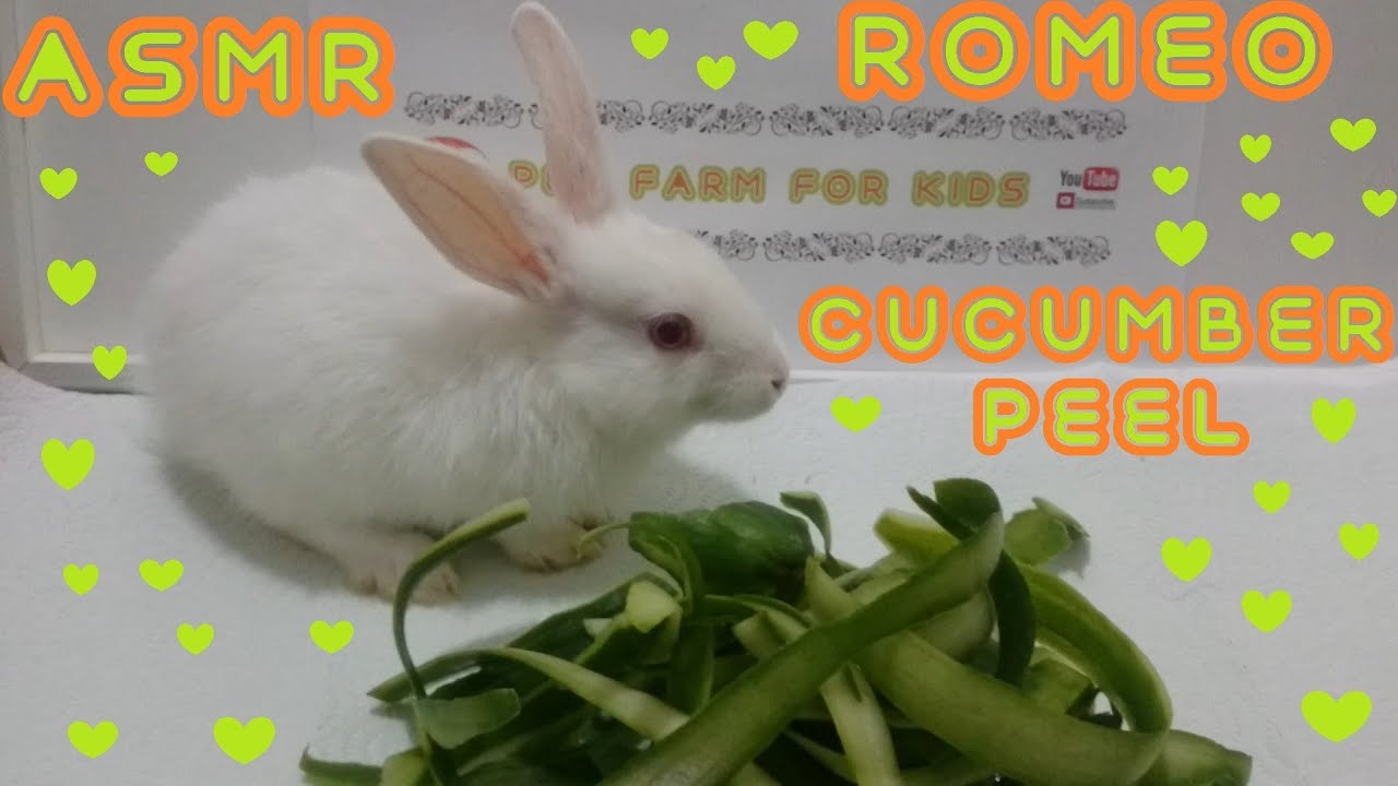 RABBİT EATS CUCUMBER PEEL ASMR - Rabbit ROMEO