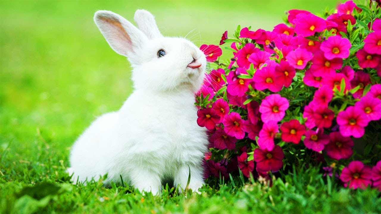 Cute cute little rabbits, we love you | Amazing Moment