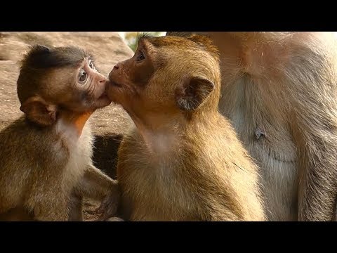 Very Good Cute Baby Lola Monkey | Lola Baby Monkey Love Sister Still Kiss Like This | Monkey Crying
