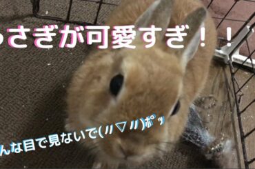 【可愛すぎ！】うさぎの生活日記【cute rabbit】