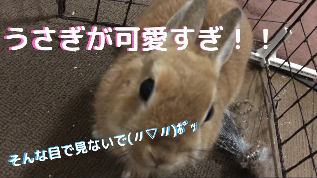 【可愛すぎ！】うさぎの生活日記【cute rabbit】