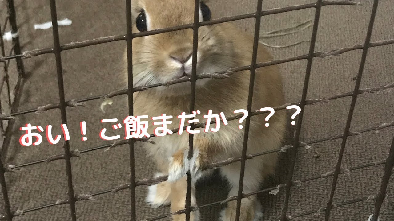 空腹のうさぎさん【cute rabbit】
