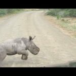 Baby Rhino Charges At Car