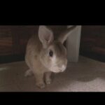Rabbit-cute anD shy bunny  (in my friends house)