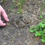 THE cutest baby bunny rabbit in the WORLD is released back to the wild! part 2