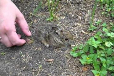 THE cutest baby bunny rabbit in the WORLD is released back to the wild! part 2