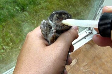 feeding wild cottontail baby rabbit