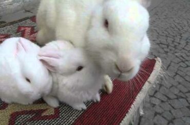 Cute Baby Rabbit Cleaning Her Mom