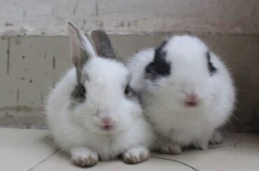 Funny Baby Bunny Rabbit Videos Compilation