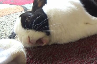 Waking a sleeping rabbit with a smelly sock