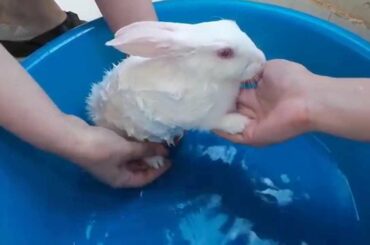 washing our little bunny
