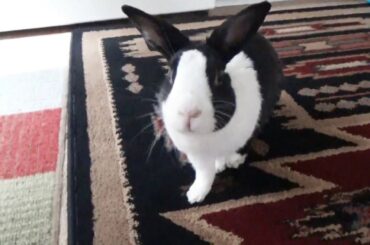 Rabbit running to litter box! Will he make it?