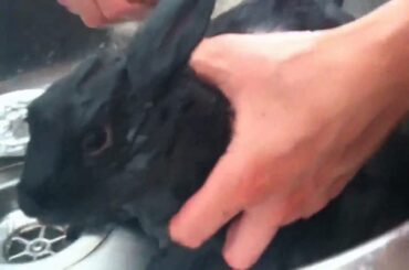 cute baby lionhead rabbit taking his first bath