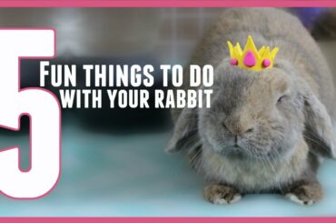 5 Fun things to do with your rabbit! 🐰