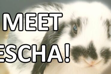 My pet rabbit! (100K Special)