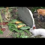 Make unique rabbit traps and unique baked rabbit dishes