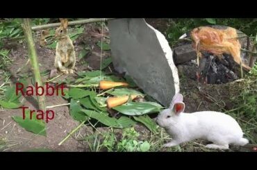 Make unique rabbit traps and unique baked rabbit dishes