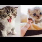 💗Aww - Funny and Cute Animals Compilation 2019💗 #14 - CuteVN