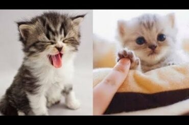 💗Aww - Funny and Cute Animals Compilation 2019💗 #14 - CuteVN