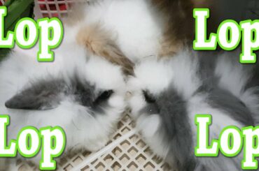 Kelinci Lucu, Kelinci Hias, Rabbits Fuzzy Lop Pets Unboxing
