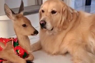 Baby Deer and Golden Retriever Are Adorable Friends