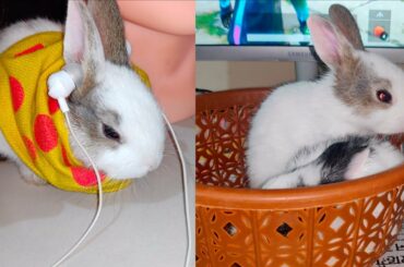 Cute Rabbits Listen to Song And Watching Pubg Game | Cute Rabbits Funny Video | Small Baby Rabbits