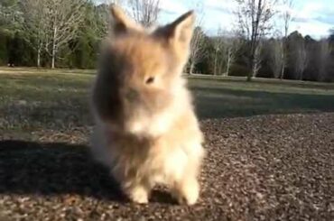 Peaches Litter #2 ~ 4 Weeks Old ~ Baby Lionhead Bunny